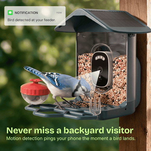 Easy Bird One Smart Bird Feeder with 2K+ Camera